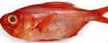 ปลา Golden Eye Snapper