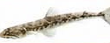 ปลา Lizardfish