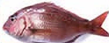 ปลา Red Snapper
