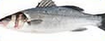ปลา Sea Bass