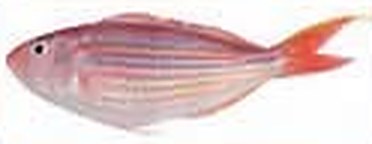 ปลา Threadfin Bream